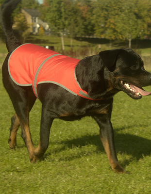 Hi Vis Dog's Vest